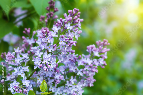 Spring branch of blossoming lilac in nature © photopixel