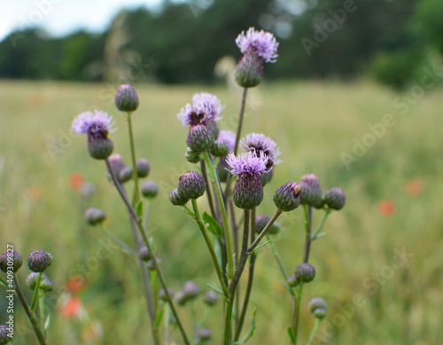 Cirsium arvense grows and blooms among herbs