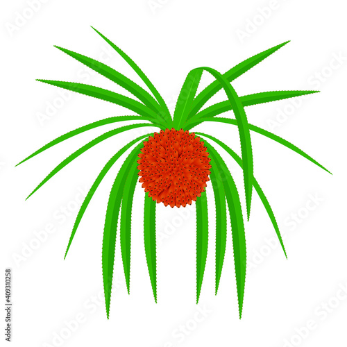 Hala fruit Pandanus tectorius isolated on a white background.