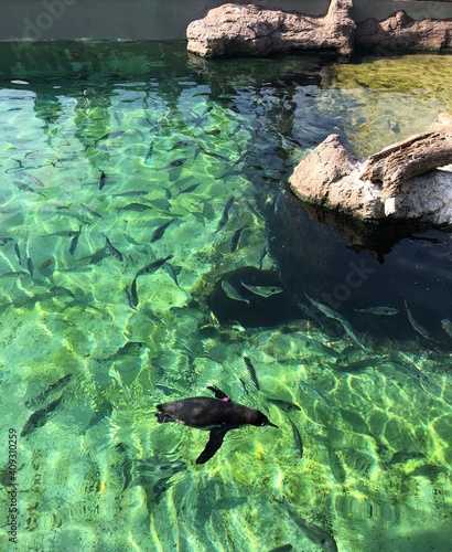 Penguins swimming at the Oceanogràfic Aquarium in Valencia, Spain