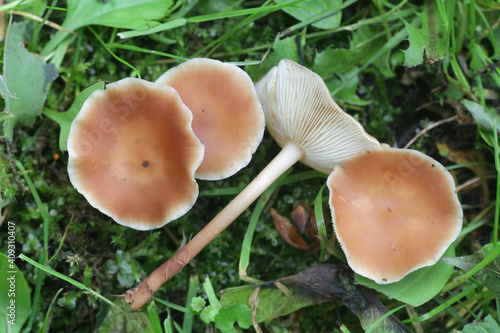Collybia ocior, known also as Gymnopus ocior, a toughshank mushroom from Finland with no common english name photo