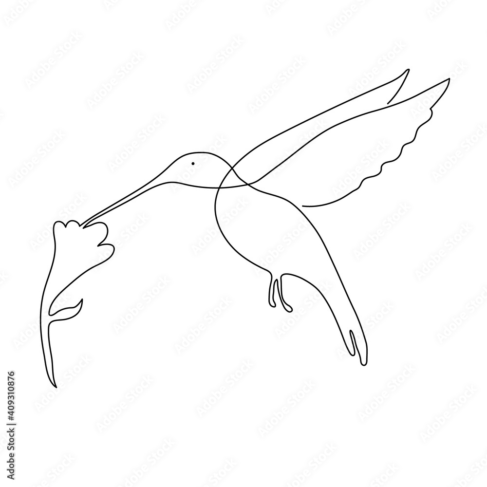 Vector illustration of hummingbird drinking nectar from flower. Modern