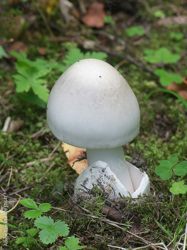 Wild mushroom from Finland with no common English name, scientific name Amanita magnivolvata 