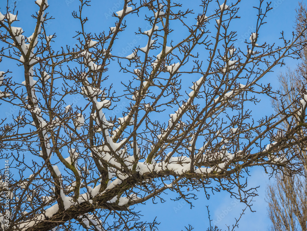 Tree branches covered with white snow against a sunny blue sky with cirrus clouds Winter nature close-up Tree branches covered with white snow against a sunny blue sky with cirrus clouds Winter nature close-up