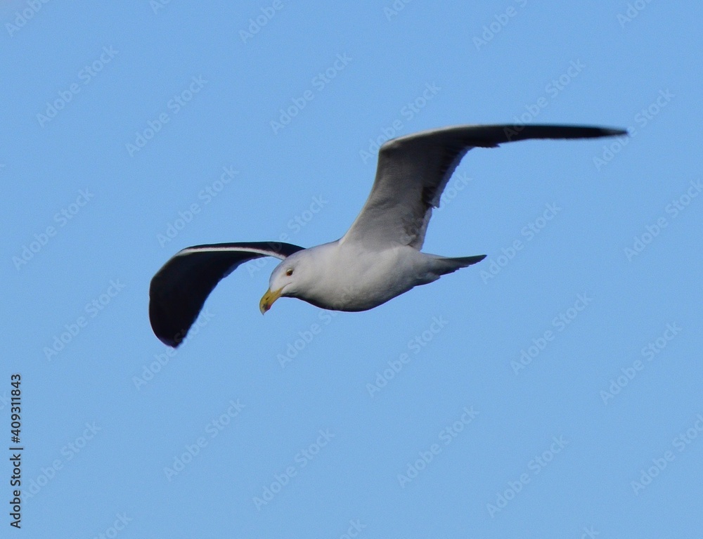 Obraz premium seagull in flight
