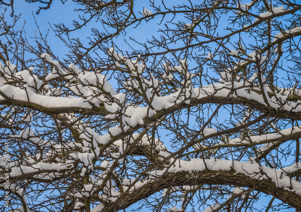 Tree branches covered with white snow against a sunny blue sky with cirrus clouds Winter nature close-up Tree branches covered with white snow against a sunny blue sky with cirrus clouds Winter nature close-up