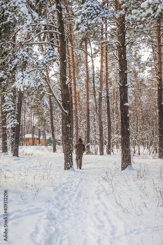 Winter pine forest on a cold sunny day. Winter forest with snow on trees and floor. A man walks along a path in a winter forest