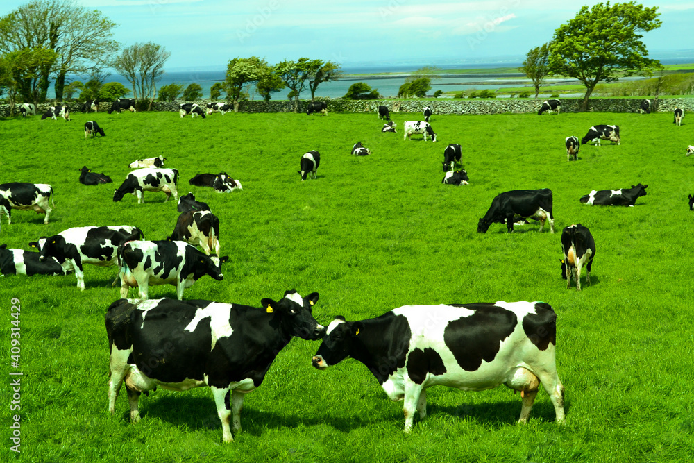 Fototapeta premium Cows in Ireland