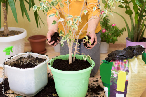 a woman in a yellow sweater transplanting houseplants, spraying homemade flowers with a spray gun. fertilizers for flowers in bottles. caring for the plant