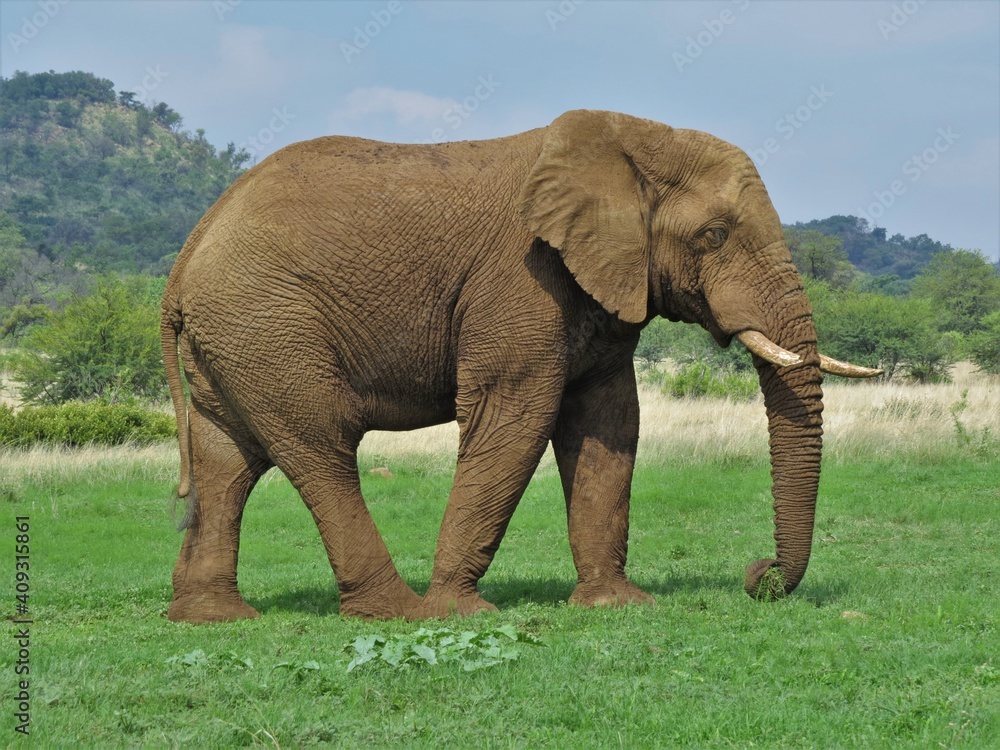Obraz premium Wide shot of a single elephant bull grazing on green pasture with mountains in the background at Pilanesberg South Africa.