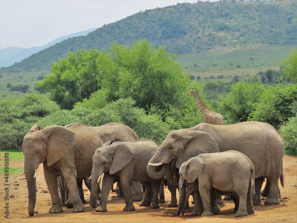Fototapeta premium A herd of elephants drinking at Pilanesberg National Park with mountains and a single giraffe in the background