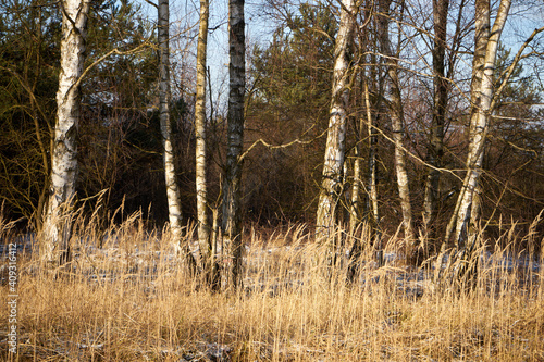 Fototapeta Naklejka Na Ścianę i Meble -  zimowe drzewa , łąka 