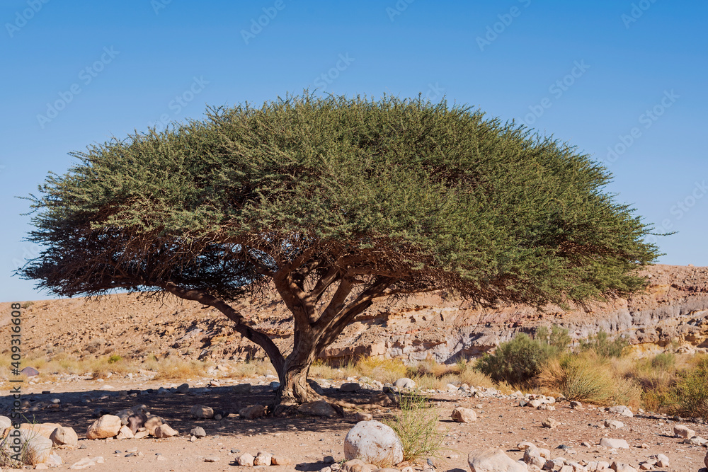 an acacia raddiana tree trimmed by the wildlife in the nahal ramon stream in israel with a colorful stream bank and blue sky in the background an acacia raddiana tree trimmed by the wildlife in the nahal ramon stream in israel with a colorful stream bank and blue sky in the background