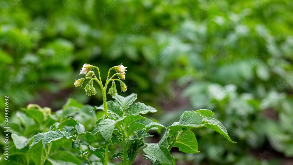 Obraz premium Flowering potatoes. Green potato bushes in the garden