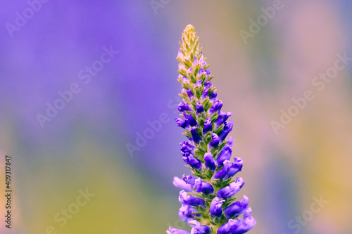 fleur mauve violette