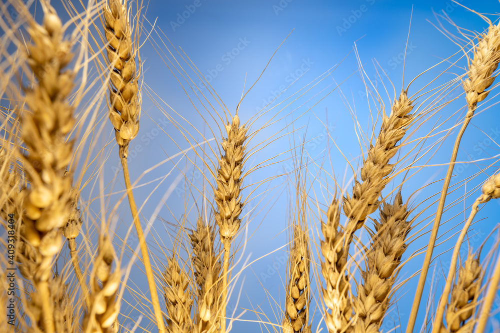 spikelets of wheat on a blue background macro spikelets of wheat on a blue background macro