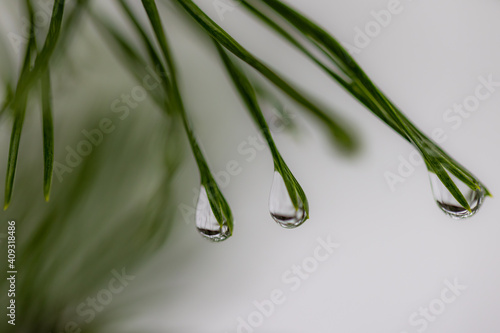 water drop on a leaf