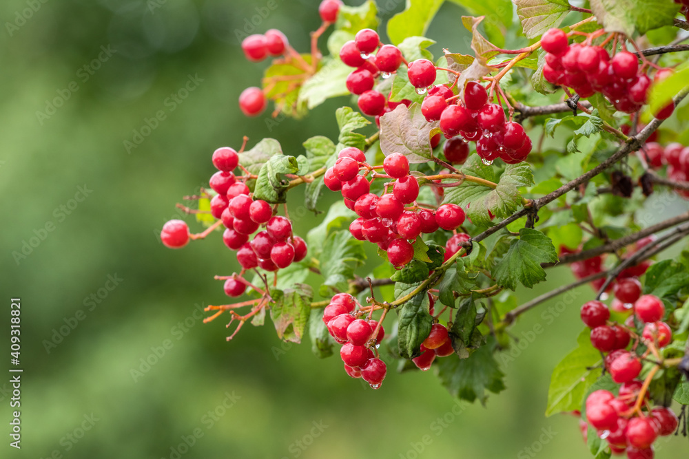Viburnum bush with wet red berries, summer rain Viburnum bush with wet red berries, summer rain