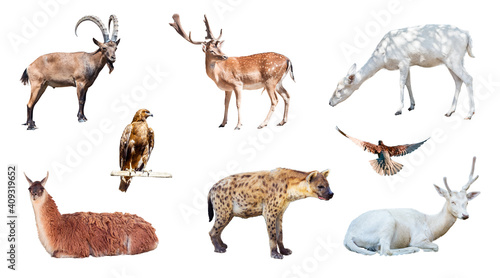 Set of photo pictures of several animals isolated on white background. Mountain goat (Capra genus), deer, spotted hyena, pigeon, etc.