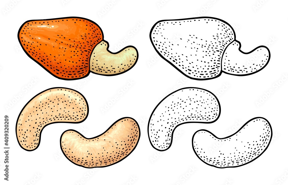Cashew nut with fetus. Vector engraving black vintage illustration