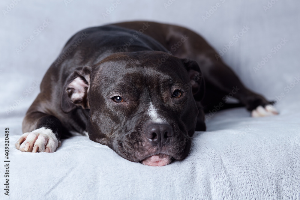 American pit bull terrier on bright background. Close up. American pit bull terrier on bright background. Close up.