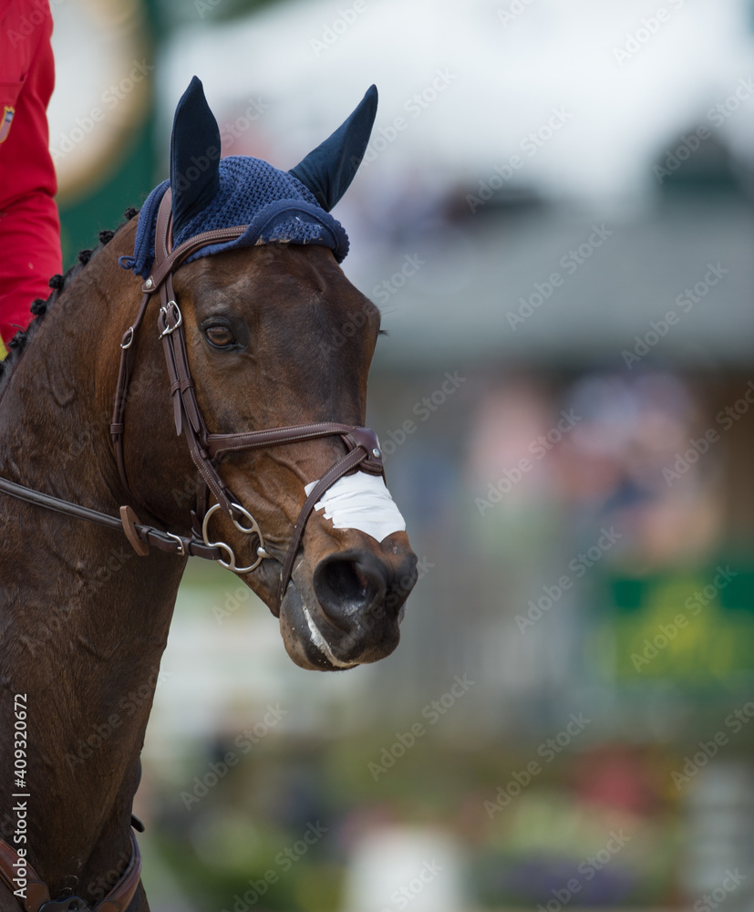 Fototapeta premium show jumping horse portrait being ridden in english bridle with ear cover and leather bridle with reins with tape on muzzle for respiratory show jumping phase of three day event 