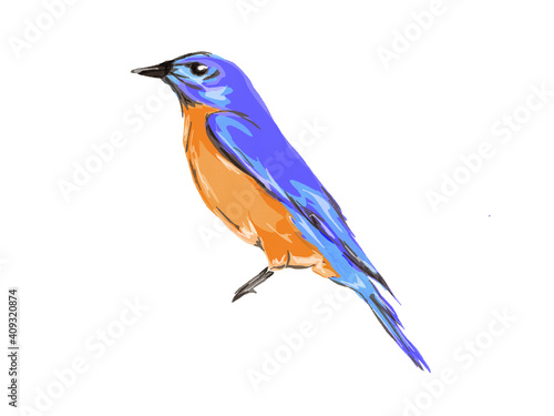 Blue bird drawing, red breasted bird illustration, Flying Bird JPEG Isolated on White Background © Hadassah