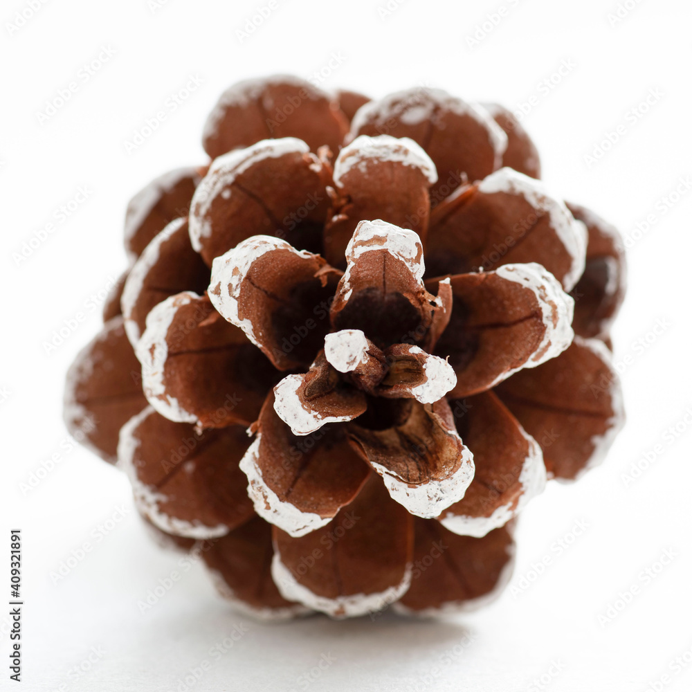 Close-up of a brown and white pine cone with snow
Close-up of a brown and white pine cone with snow