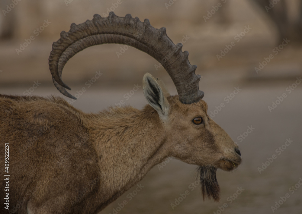 The Nubian ibex (Capra nubiana) where live in negva desert