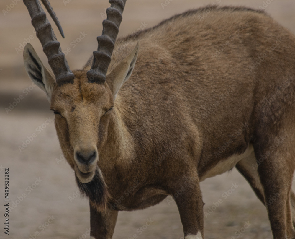 The Nubian ibex (Capra nubiana) where live in negva desert
