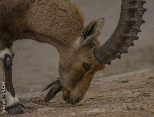 The Nubian ibex (Capra nubiana) where live in negva desert photo