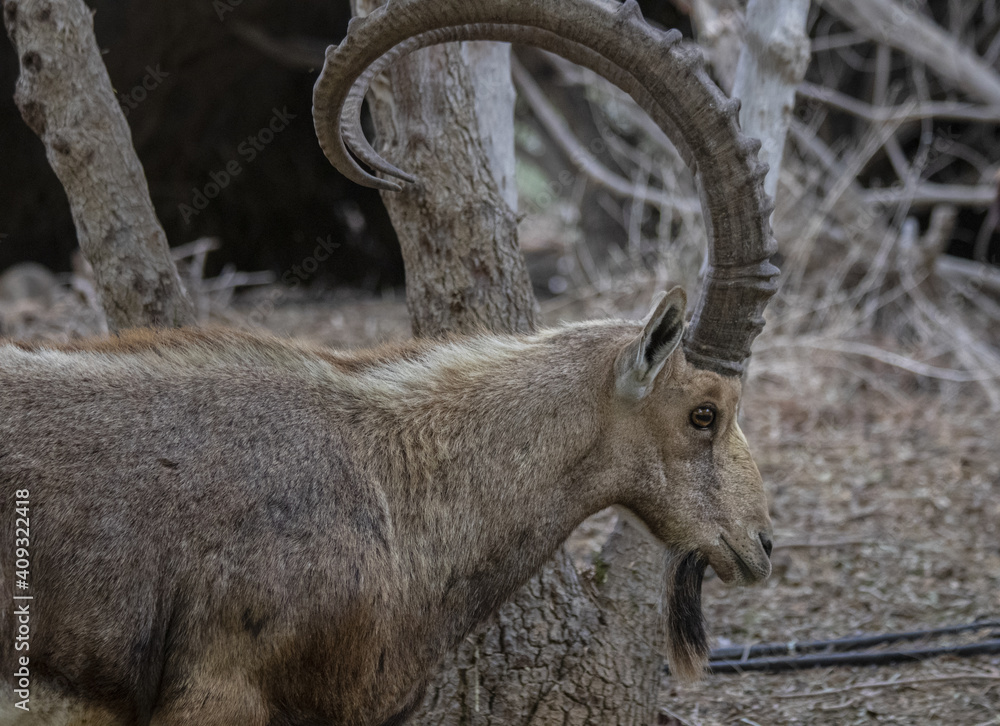 The Nubian ibex (Capra nubiana) where live in negva desert The Nubian ibex (Capra nubiana) where live in negva desert