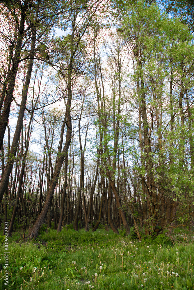 Fototapeta premium Trunks of trees in the forest