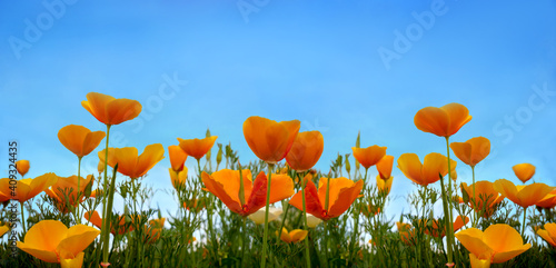 Fototapeta Naklejka Na Ścianę i Meble -  Beautiful California poppy wildflowers and blue sky in nature close-up macro. The landscape is large-format, copy space
