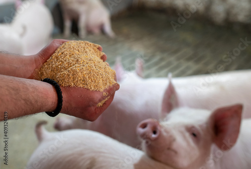 Obraz na plátně Farmer holding dry food for pigs in hands