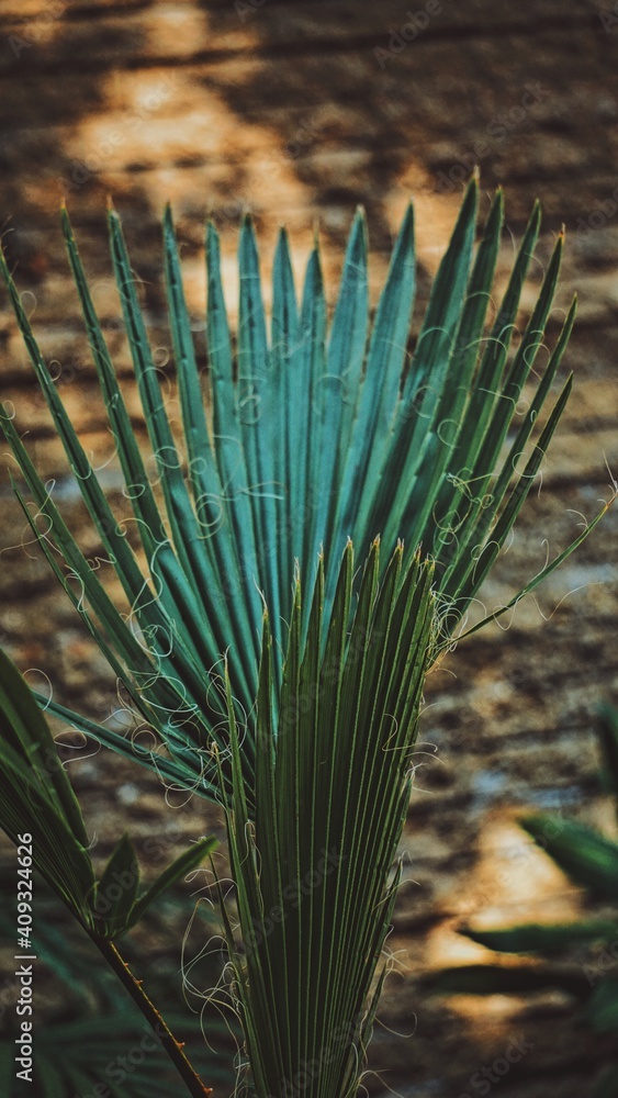 Obraz premium Fan palm on the background. Green leaf. Ornamental plant