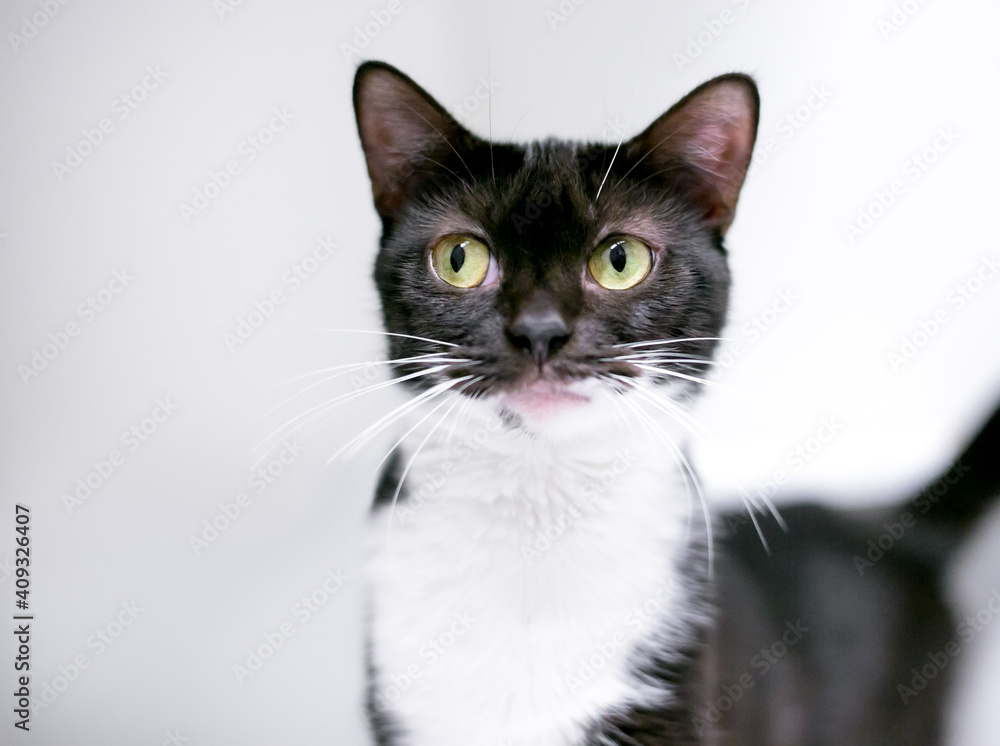 A black and white shorthair cat looking to the side with a funny expression A black and white shorthair cat looking to the side with a funny expression