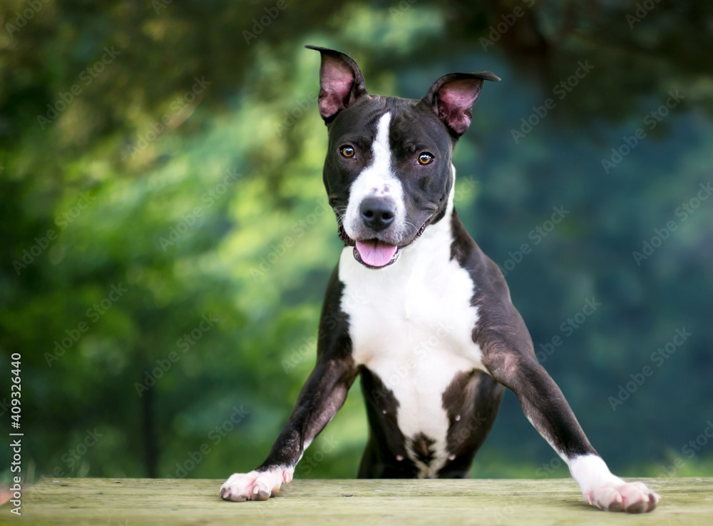 A black and white Terrier mixed breed dog standing up with its front paws on a bench