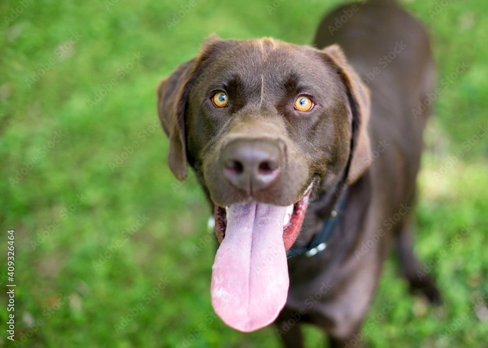 A purebred Chocolate Labrador Retriever dog panting heavily with a long tongue hanging out of its mouth