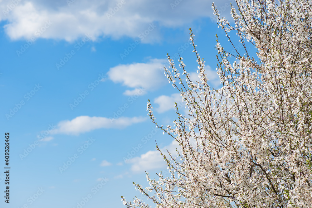 Kirschbaum und blauer Himmel im Frühling Kirschbaum und blauer Himmel im Frühling