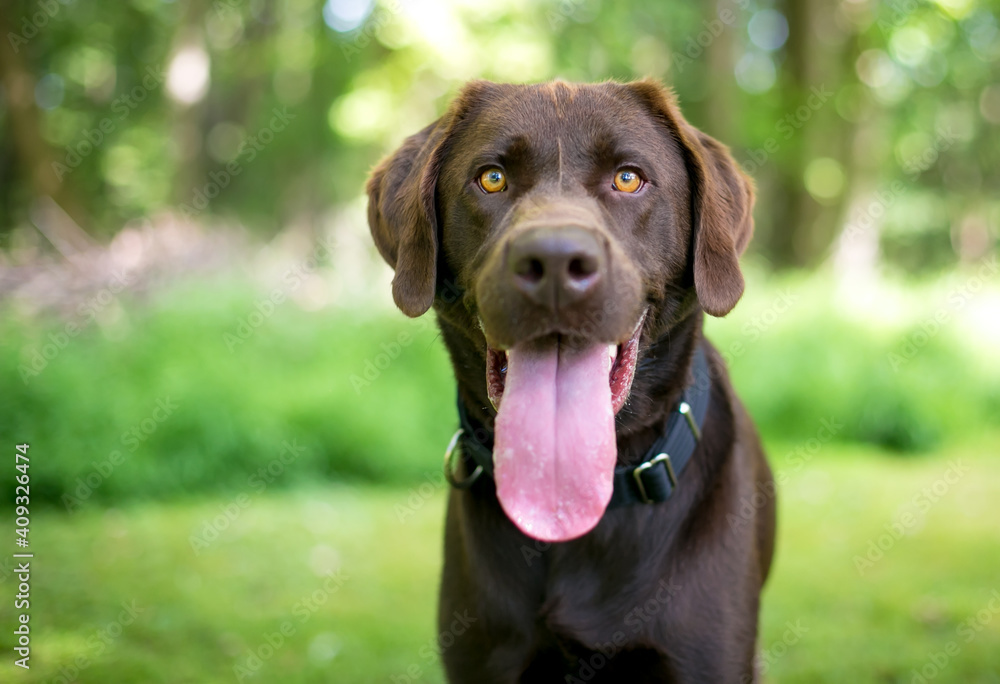A purebred Chocolate Labrador Retriever dog panting heavily with a long tongue hanging out of its mouth