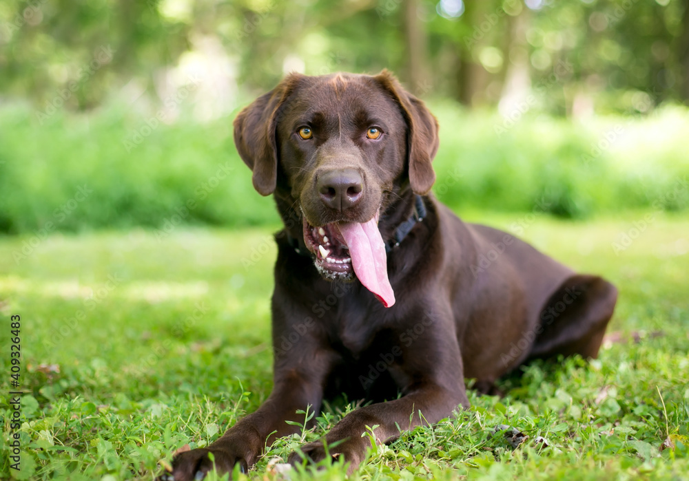 A purebred Chocolate Labrador Retriever dog lying down and panting heavily with a long tongue hanging out of its mouth