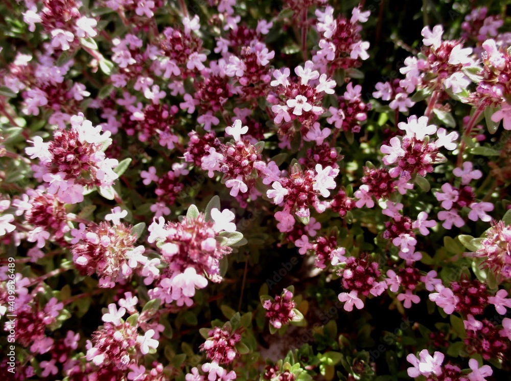 Parterre de thym serpolet en fleur (Thymus serpyllum). Gros plan ensoleillé. Parterre de thym serpolet en fleur (Thymus serpyllum). Gros plan ensoleillé.