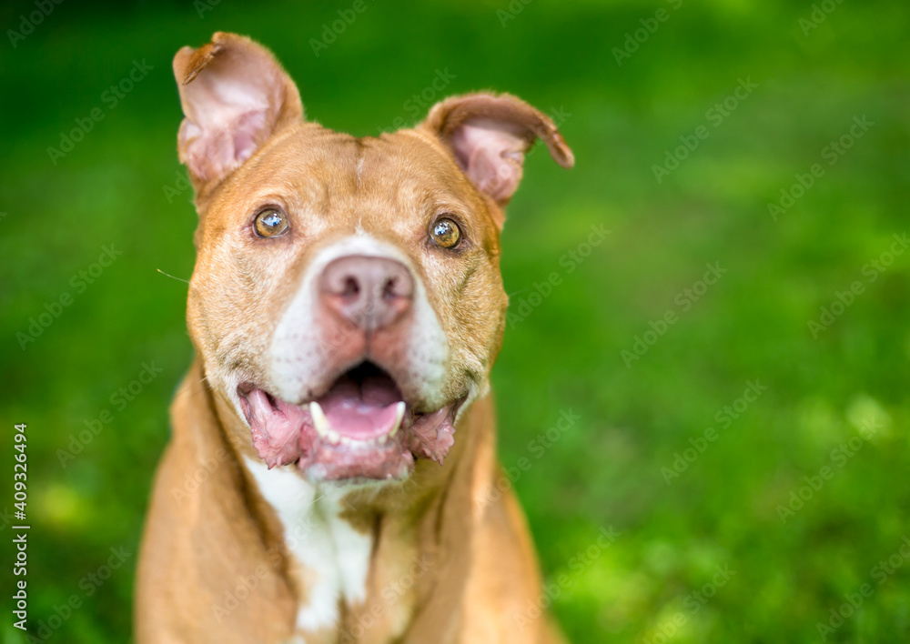 A senior red and white Pit Bull Terrier mixed breed dog with floppy ears, looking up with a happy expression