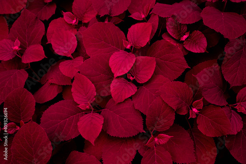 Red dark background of their hydrangea flower leaves