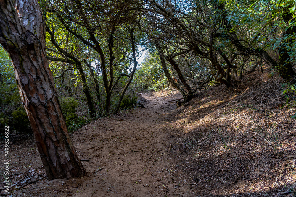 Trail across the the forest of Rimigliano Natural Park, in the municipality of San Vincenzo, province of Livorno, Tuscany, Italy