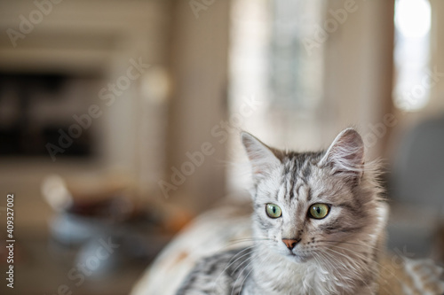 Siberian kitten looking to the side in bottom of frame with copy space 