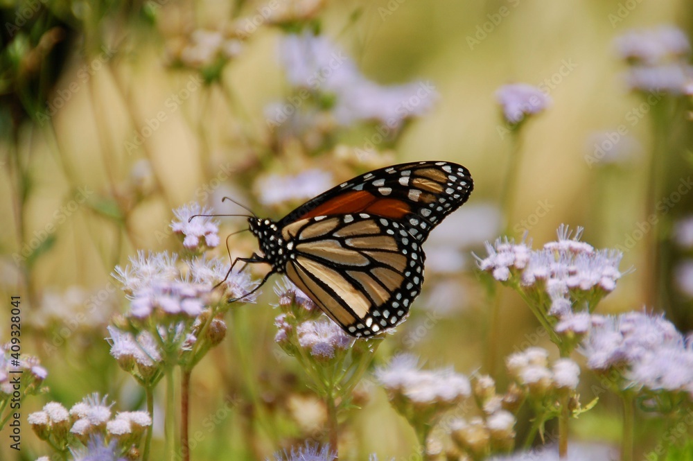 Fototapeta premium Butterfly on flower