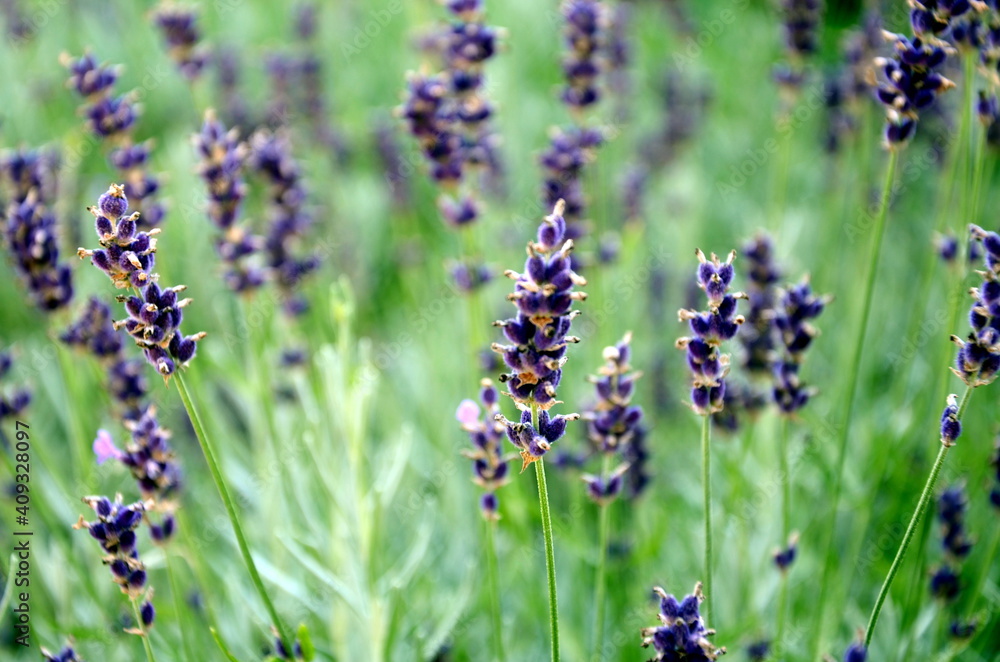 Fototapeta premium lavender in the field