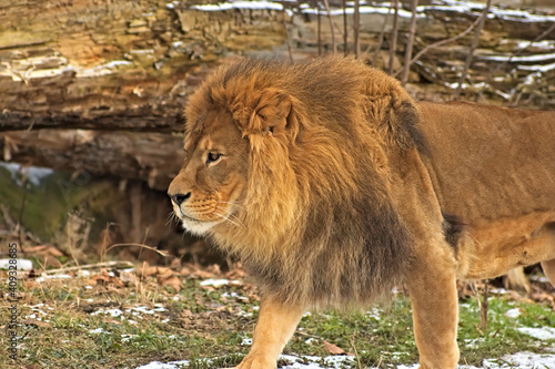 Lion. Warsaw ZOO